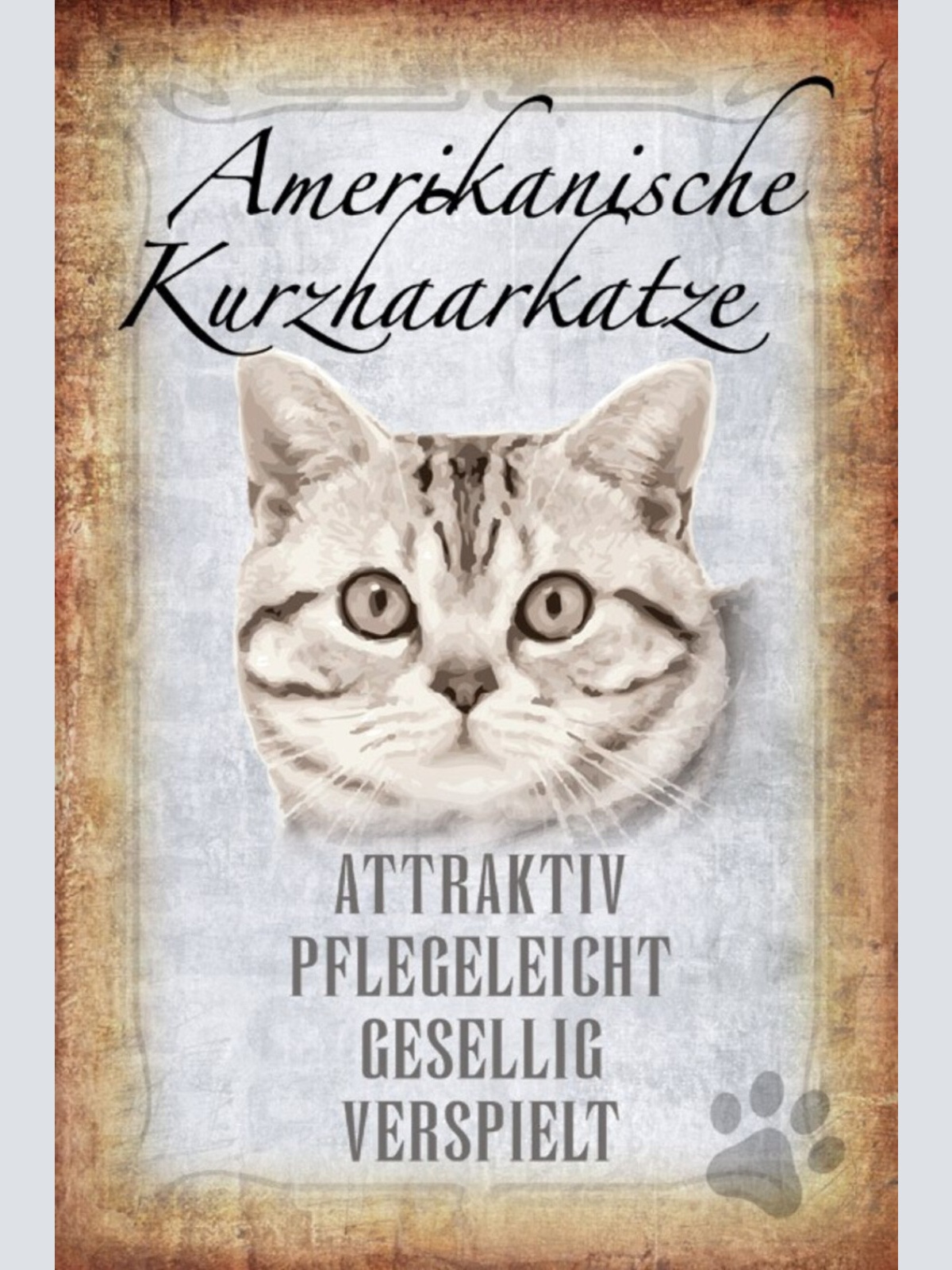 Schild Spruch Amerikanischer Kurzhaarkatze Steckbrief Attraktiv Gesellig JW