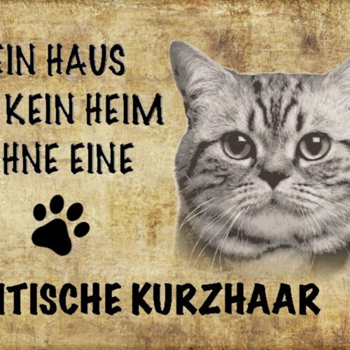 Schild Spruch Haus ist kein Heim ohne Britische Kurzhaar Katze JW