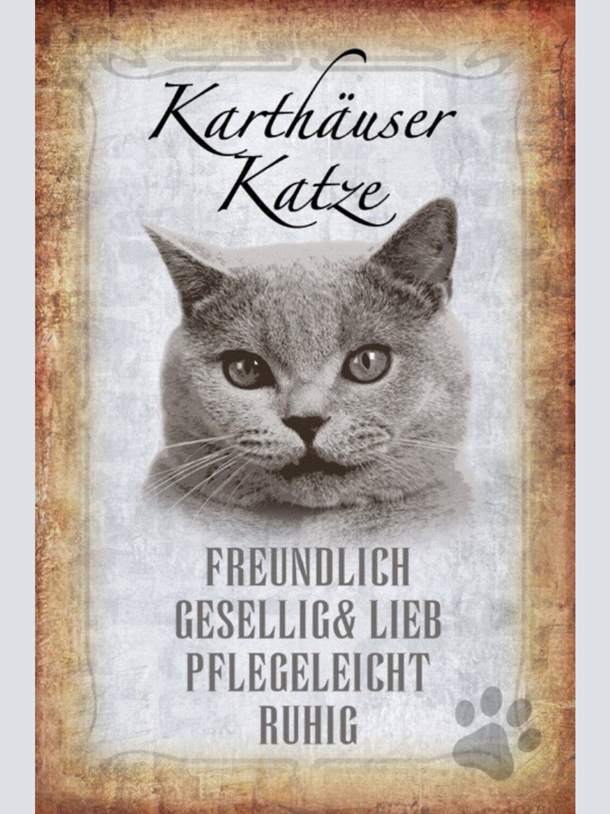 Schild Spruch Karthäuser Katze Steckbrief Freundlich Gesellig JW