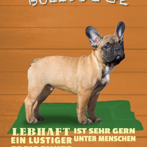 Schild Spruch Französische Bulldogge Steckbrief Lebhaft Lustiger Hund JW