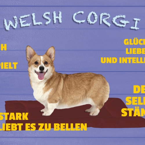 Schild Spruch Welsh Corgi Frech Verspielt Glücklich Hund JW