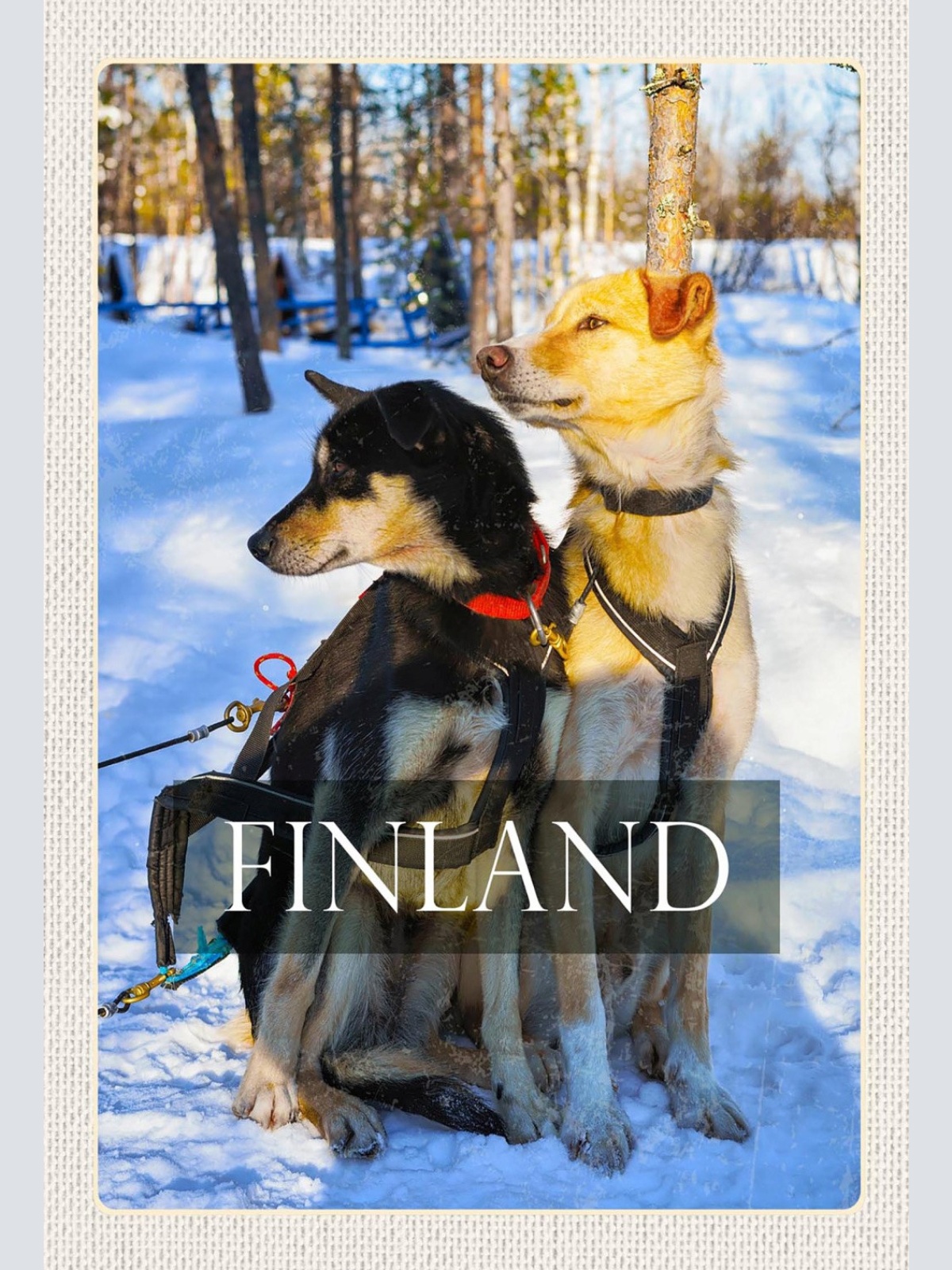 Schild Spruch Finland Finnland Schlittenhunde Wald Schnee Winter JW