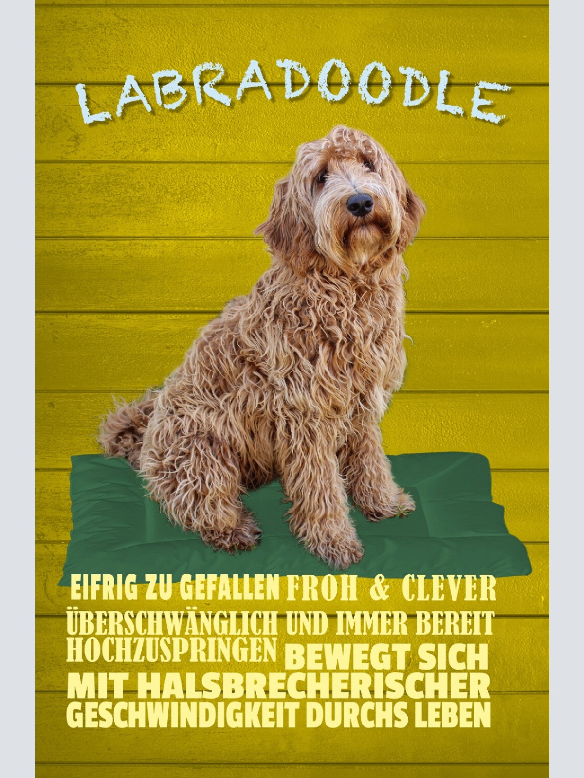 Schild Spruch Labradoodle Steckbrief Überschwenglich Clever Hund JW