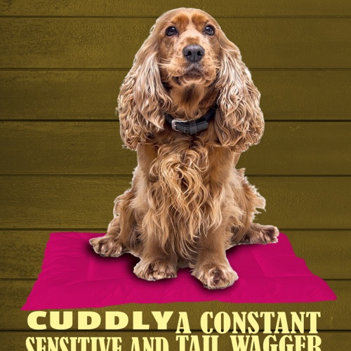 Schild Spruch Cocker Spaniel Steckbrief Playful Verspielt Hund JW