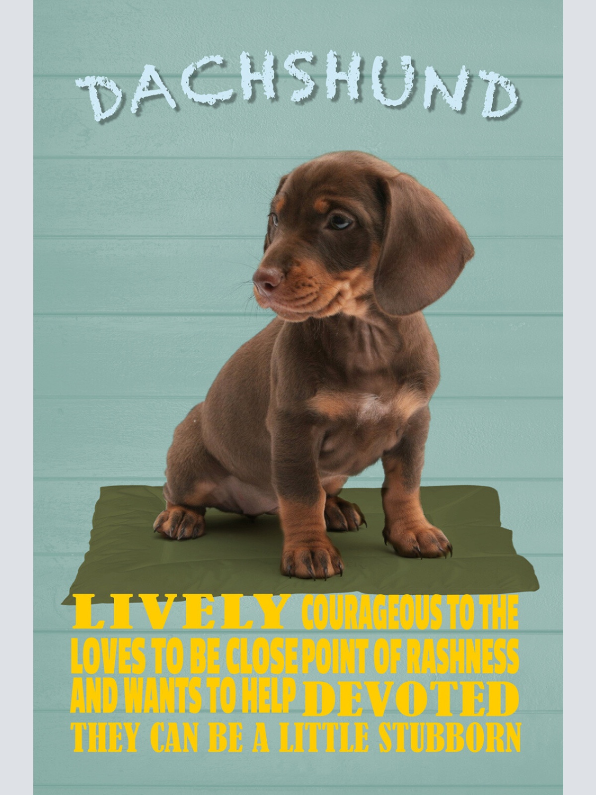 Schild Spruch Dachshund Steckbrief Lively Lebhaft Hund JW