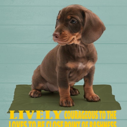 Schild Spruch Dachshund Steckbrief Lively Lebhaft Hund JW