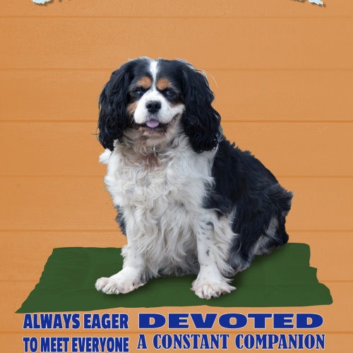 Schild Spruch Cavalier King Charles Spaniel Steckbrief Happy Fröhlich Hund JW