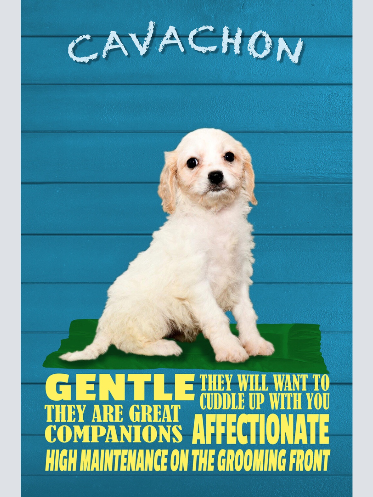 Schild Spruch Cacachon Steckbrief Gentle Sanft Hund JW