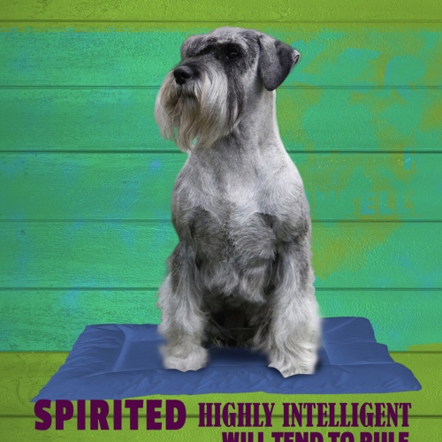 Schild Spruch Schnauzer Steckbrief Highly Intelligent Hochintelligent Hund JW