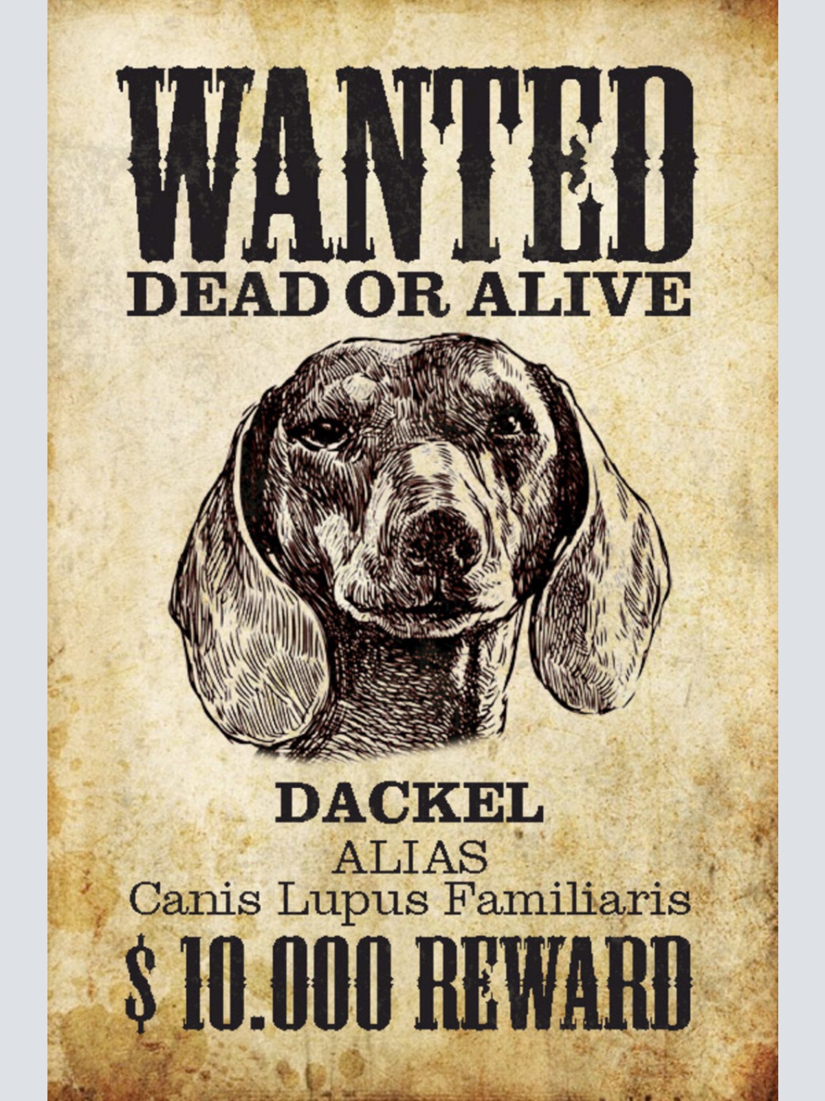 Schild Spruch Wanted Dead or Alive Gesucht Tot Lebend Dackel Hund JW