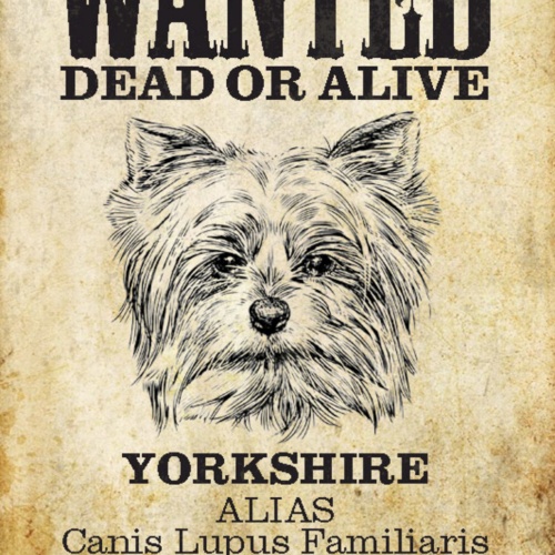Schild Spruch Wanted Dead or Alive Gesucht Tot Lebend Yorkshire Hund JW