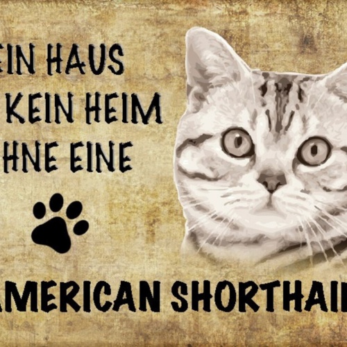 Schild Spruch Haus ist kein Heim ohne American Shorthair Katze JW