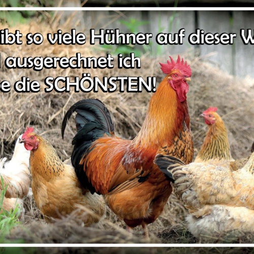 Schild Spruch Gibt so viele Hühner auf der Welt ausgerechnit ich schönsten JW
