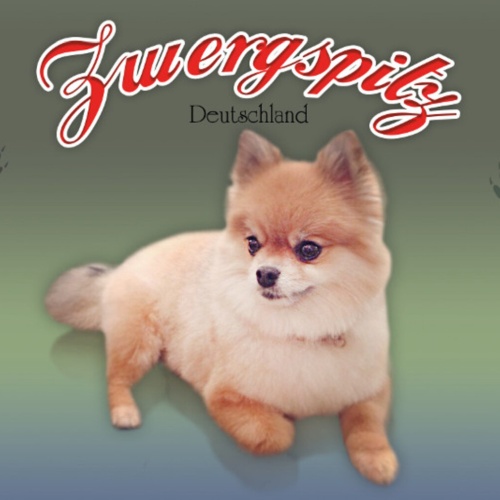 Schild Spruch Zwergspitz Hund Deutschland JW