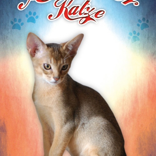 Schild Spruch Abessinier Katze JW