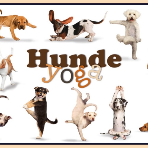 Schild Spruch Hunde Yoga JW