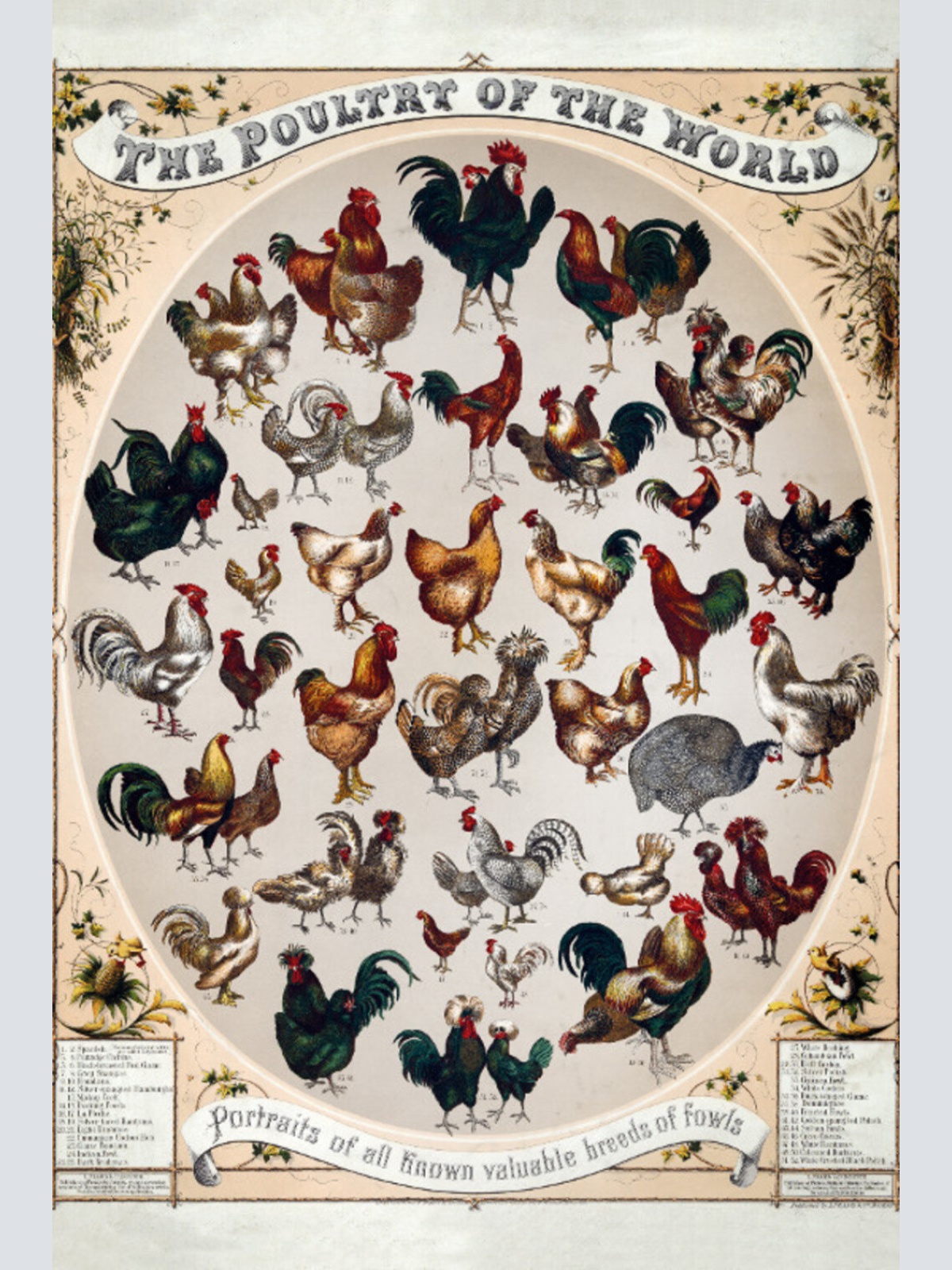 Schild Spruch The Poultry of the World Die Geflügelarten der Welt JW