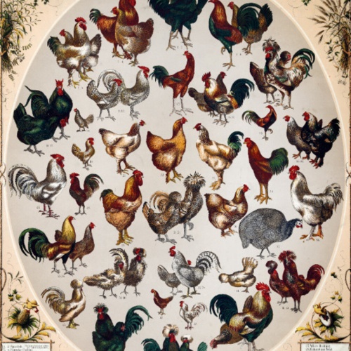 Schild Spruch The Poultry of the World Die Geflügelarten der Welt JW