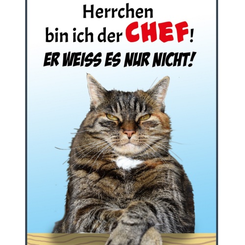 Schild Spruch Bei meinem Herrchen bin ich der Chef Er weiß es nur nicht Katze JW