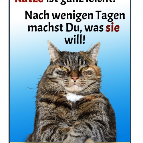 Schild Spruch Erziehung Katze leicht Nach wenigen Tagen machst was sie will JW