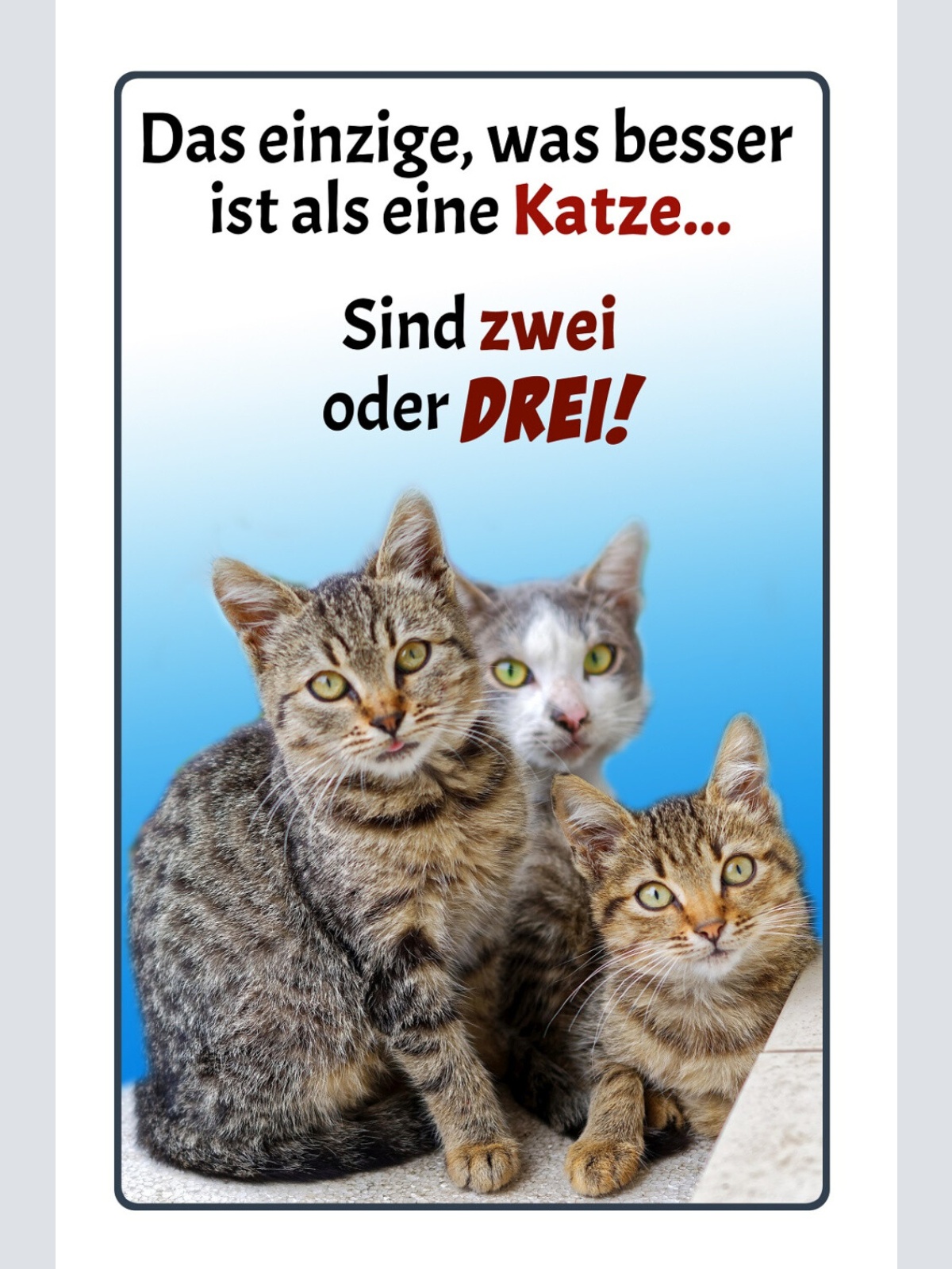 Schild Spruch Einzige was besser ist als eine Katze sind zwei oder drei JW
