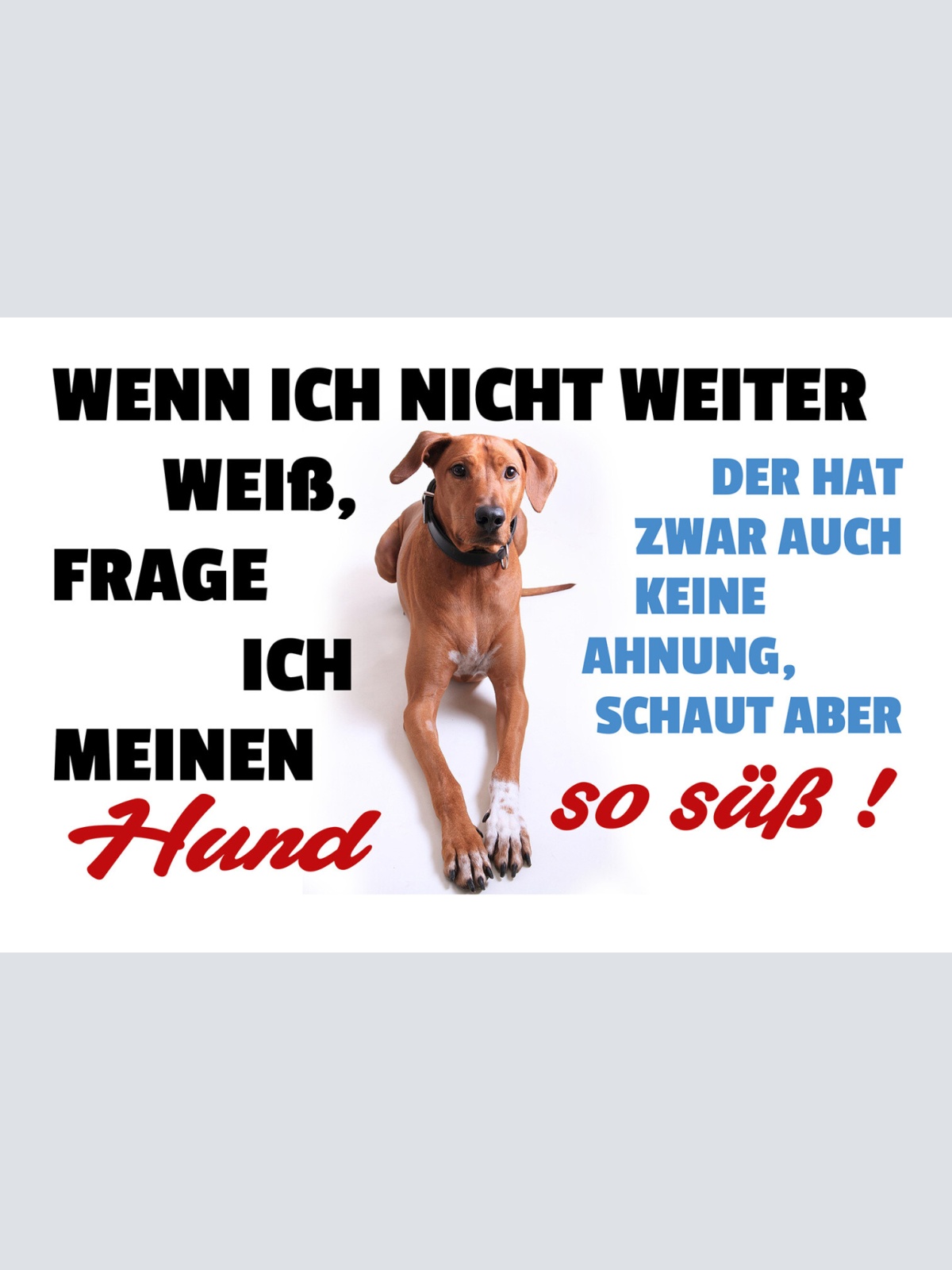 Schild Spruch Wenn ich nicht weiter weiß frage ich meinen Hund  JW