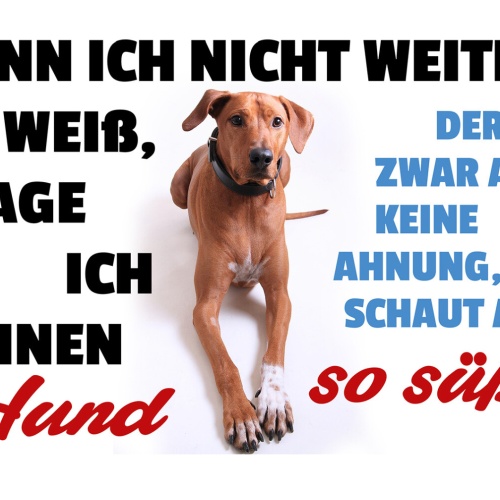 Schild Spruch Wenn ich nicht weiter weiß frage ich meinen Hund  JW