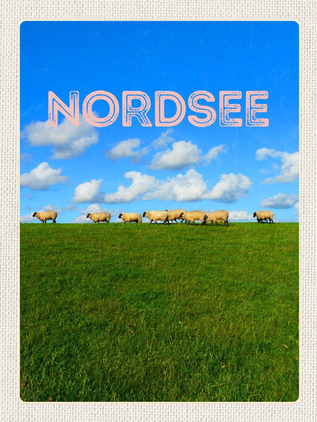 Schild Nordsee Schafe Schafherde Feld Wiese D EU 12x18 20x30 30x40 Blech/Holz