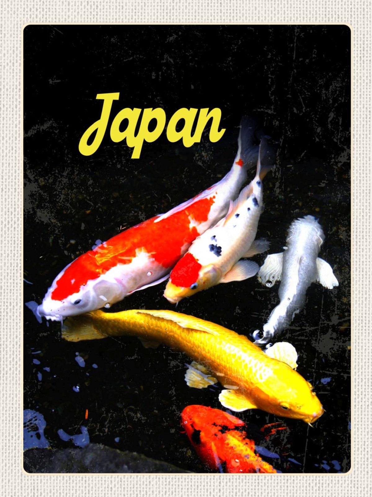 Schild Japan Koi Karpfen Fisch Zucht Nishikigoi 12x18 20x30 30x40 Blech/Holz