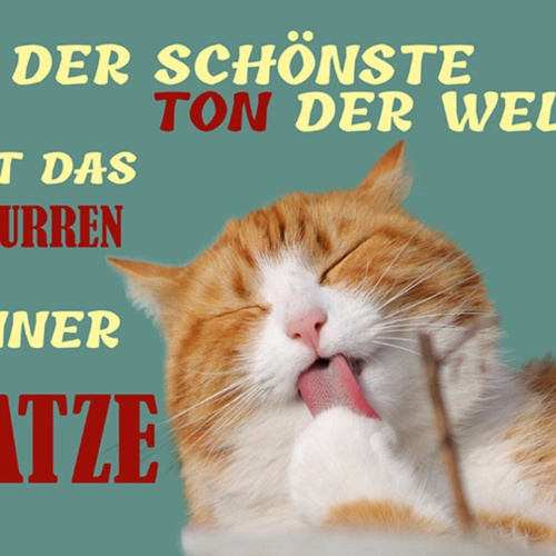 Schild Spruch Der schönste Ton der Welt ist das Schnurren einer Katze JW