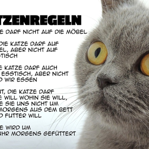 Schild Spruch Katzenregeln Die Katze darf nicht auf die Mögel Na gut Katze JW