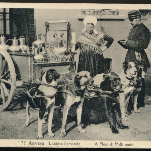 AK aus Anvers Milchverkäuferin, Hundekarren Polizist schreibt Strafzettel (617)