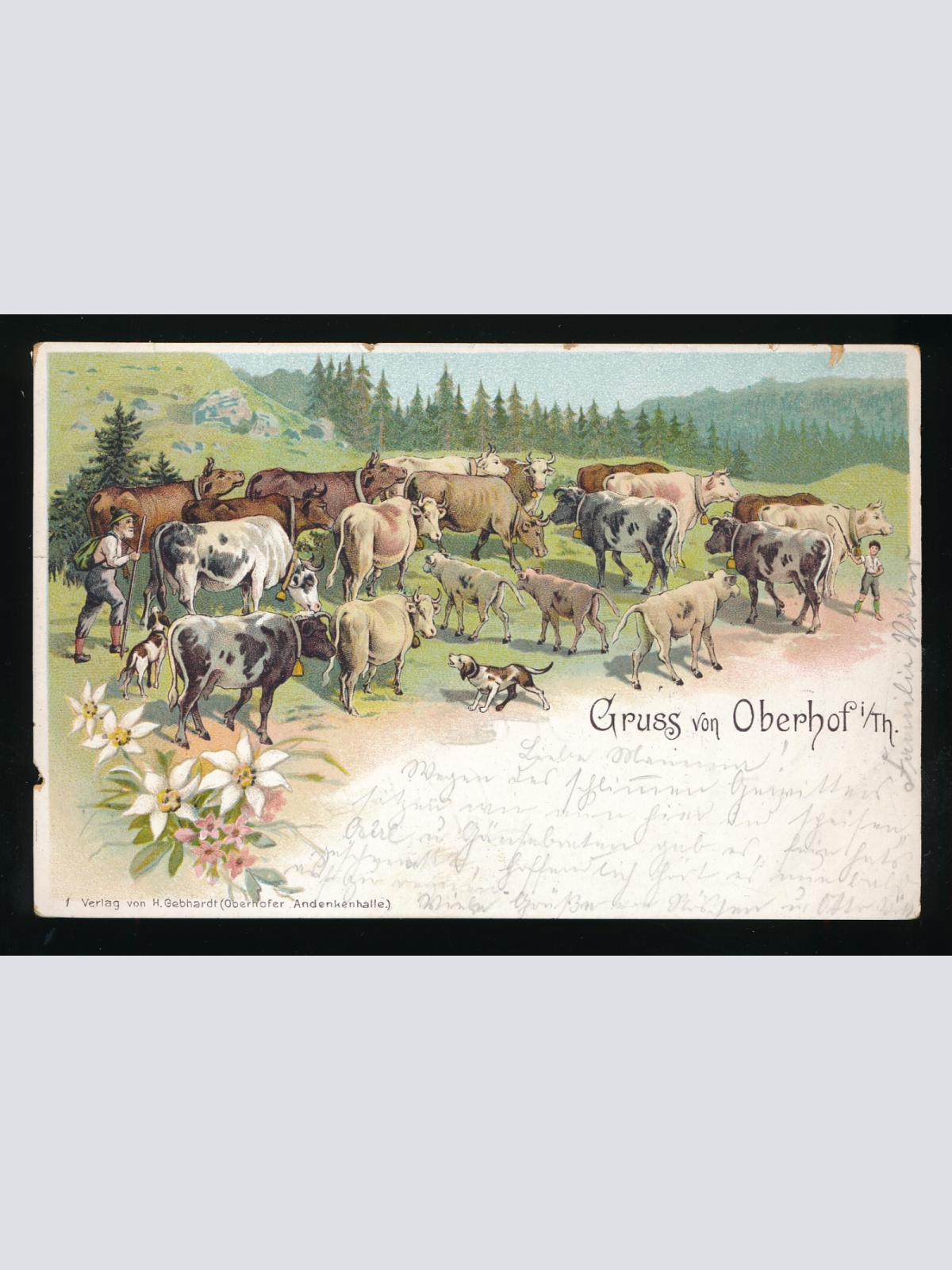Litho-Karte gruss von Oberhof mit vielen Kühen und Hirte Thüringen (475)