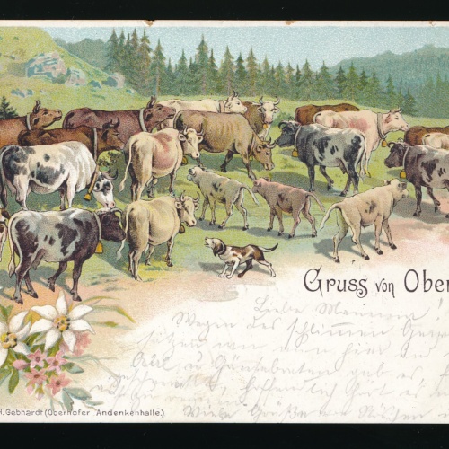Litho-Karte gruss von Oberhof mit vielen Kühen und Hirte Thüringen (475)