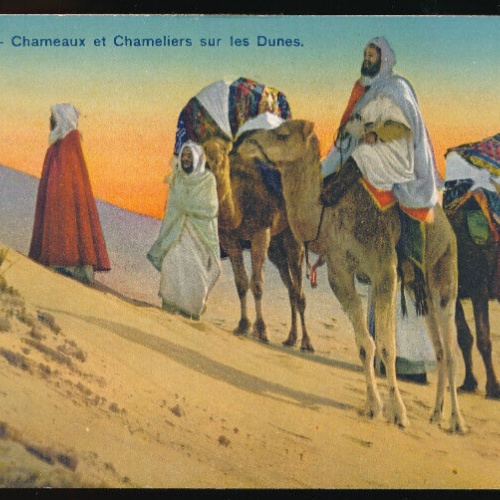 AK Kamele und Kameltreiber in den Dünen Afrika (681)