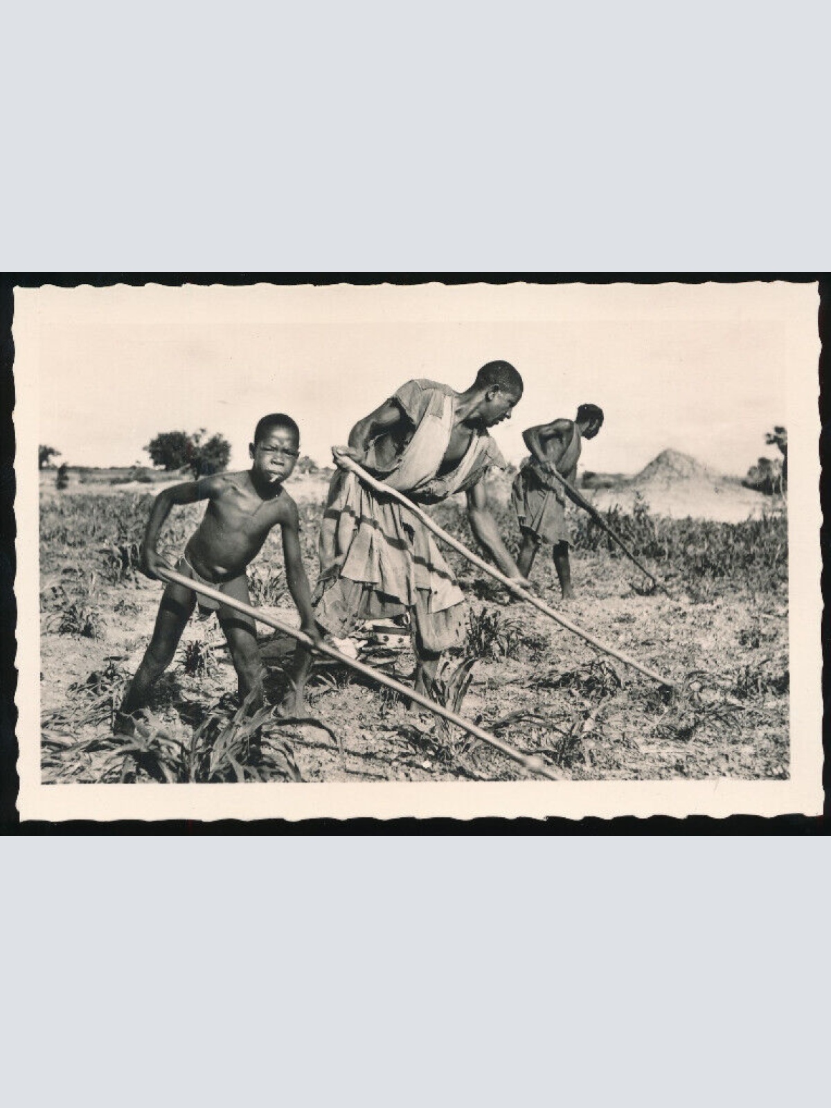 AK aus Dakar Feldarbeiten Desherbage d´un champ de mil Afrika (673)