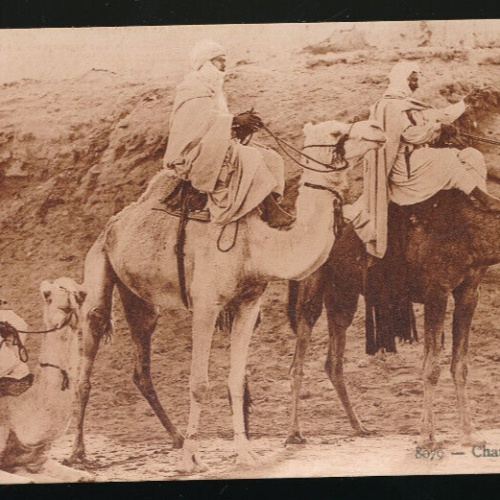 AK von Kameltreiber - Chameliers mit Kamelen Afrika (678)