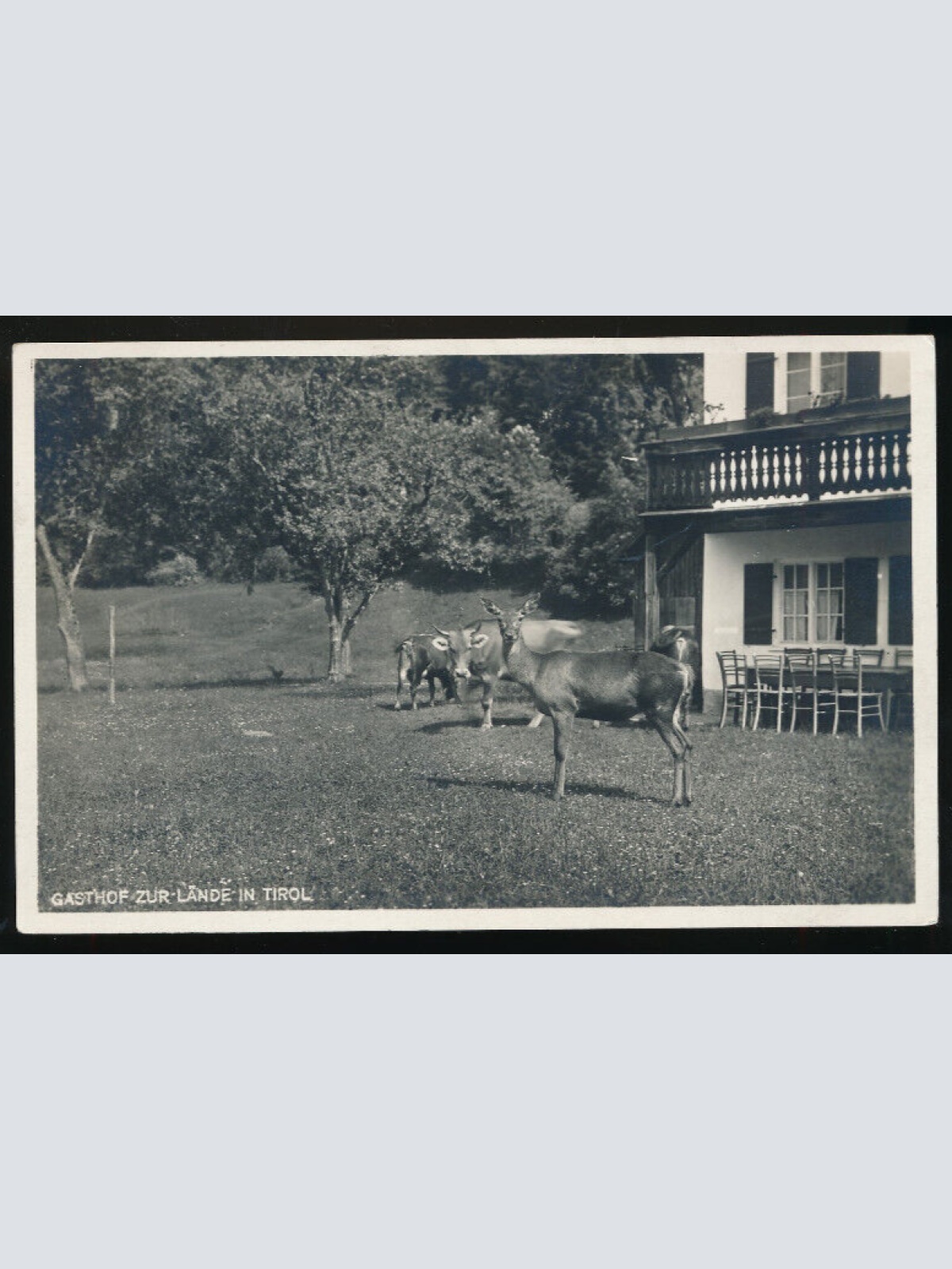 AK vom Gasthof zur Lände mit Reh Tirol (1826)
