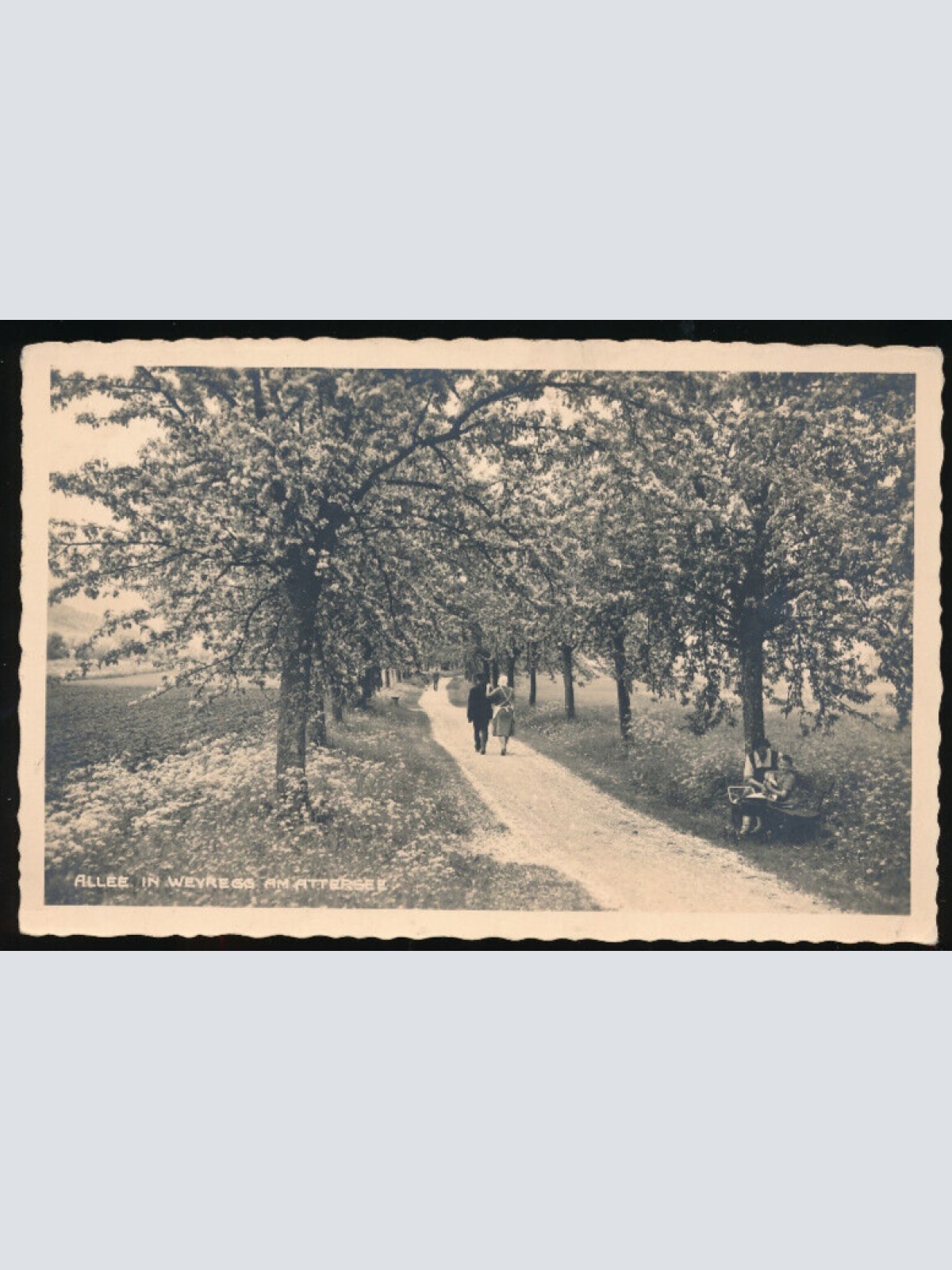 AK aus Weyregg am Attersee Allee Oberösterreich (2860)