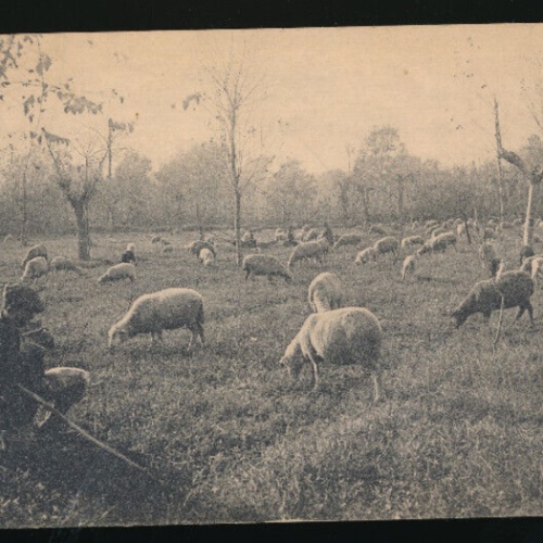 AK von einem Schafhirten mit Schafen aus Italien (3200)