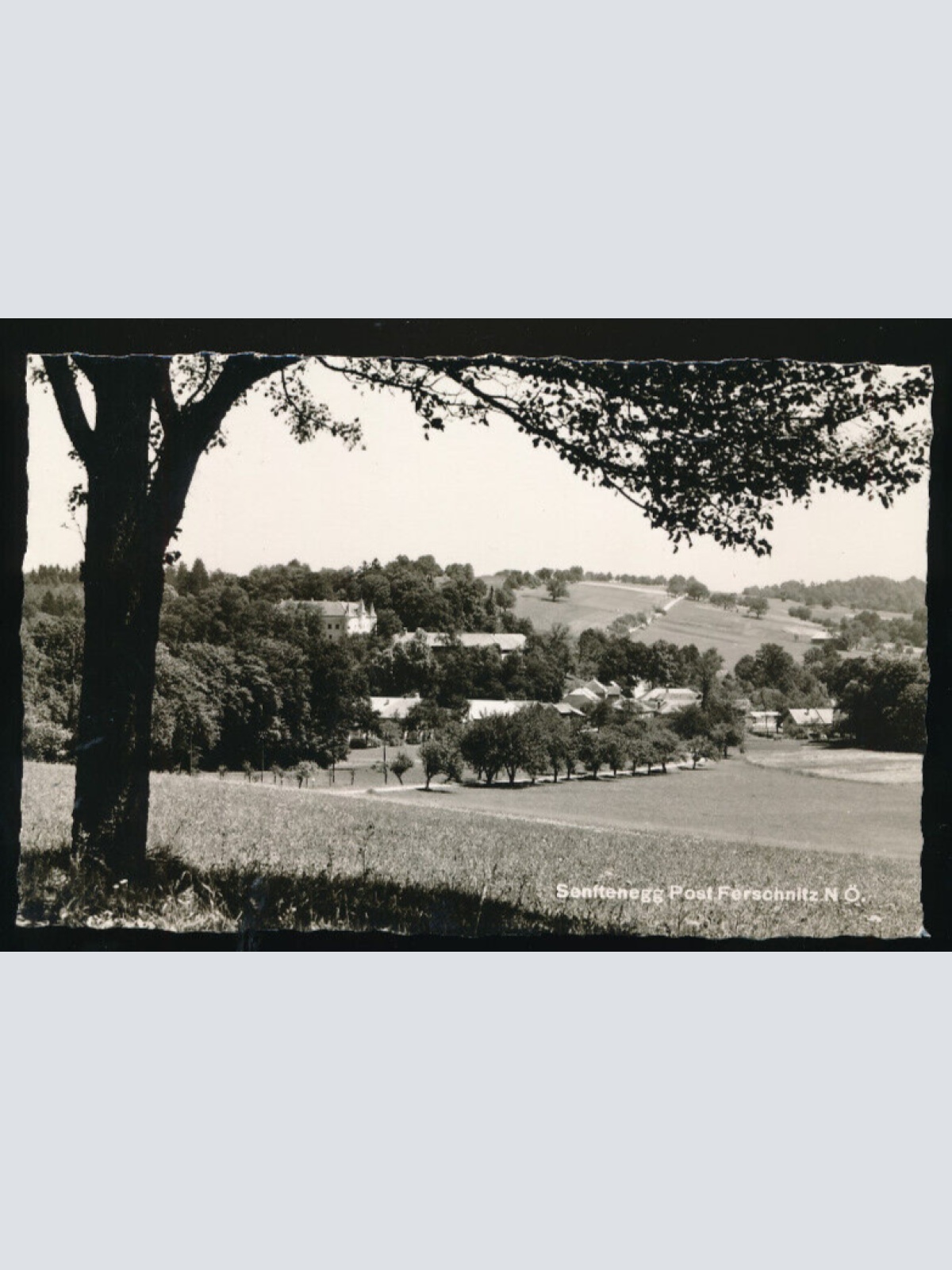 AK aus Senftenegg Niederösterreich (3906)