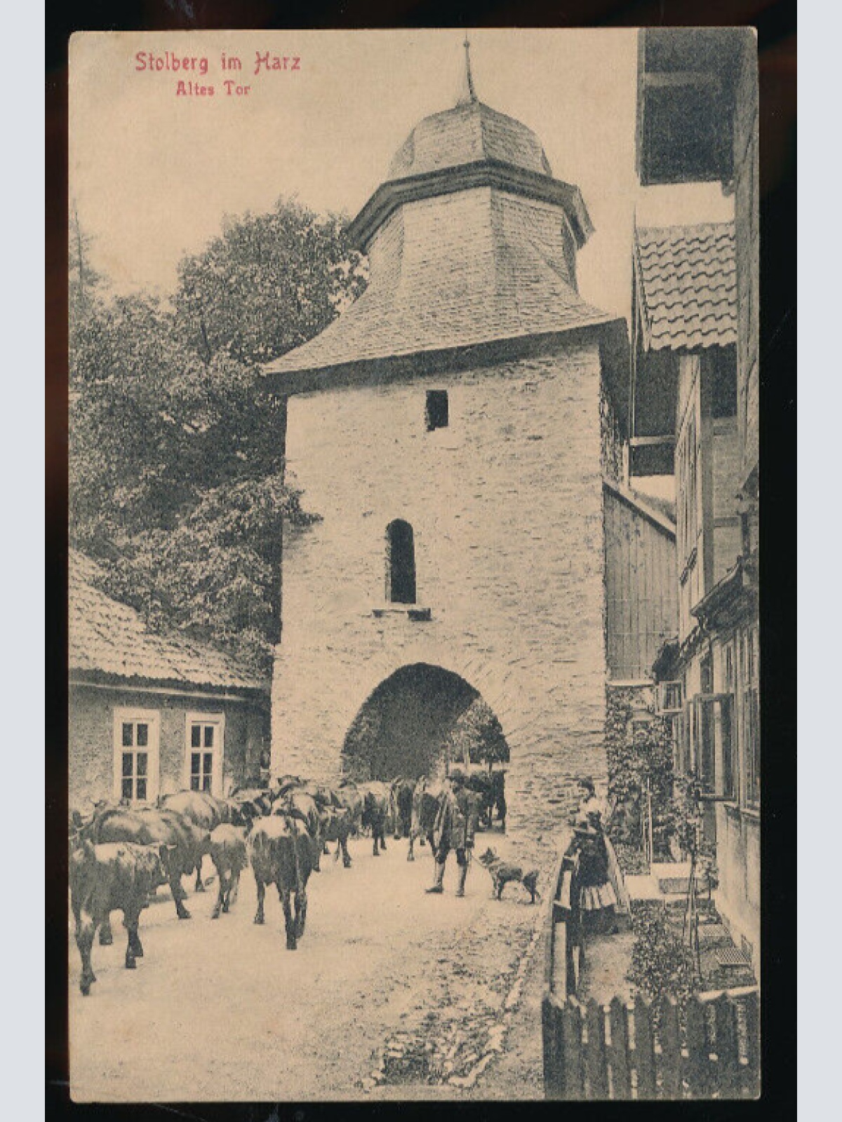 AK aus Stolberg im Harz Altes Tor mit Rinder - Kühen N.R.W (4515)