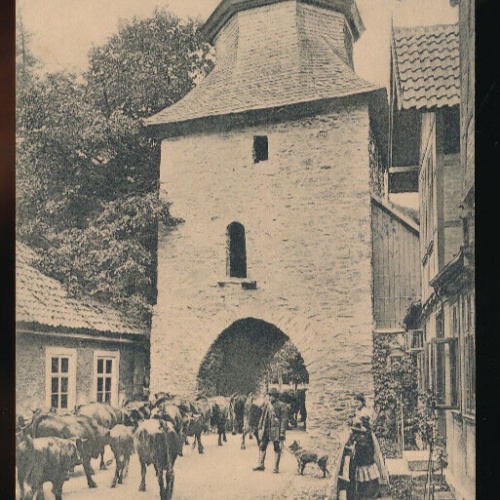 AK aus Stolberg im Harz Altes Tor mit Rinder - Kühen N.R.W (4515)