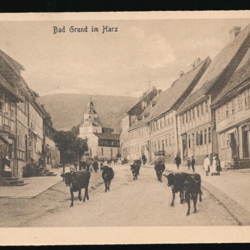 AK aus Bad Grund im Harz Mit Rinder - Kühen auf der Straße Niedersachsen (4520)
