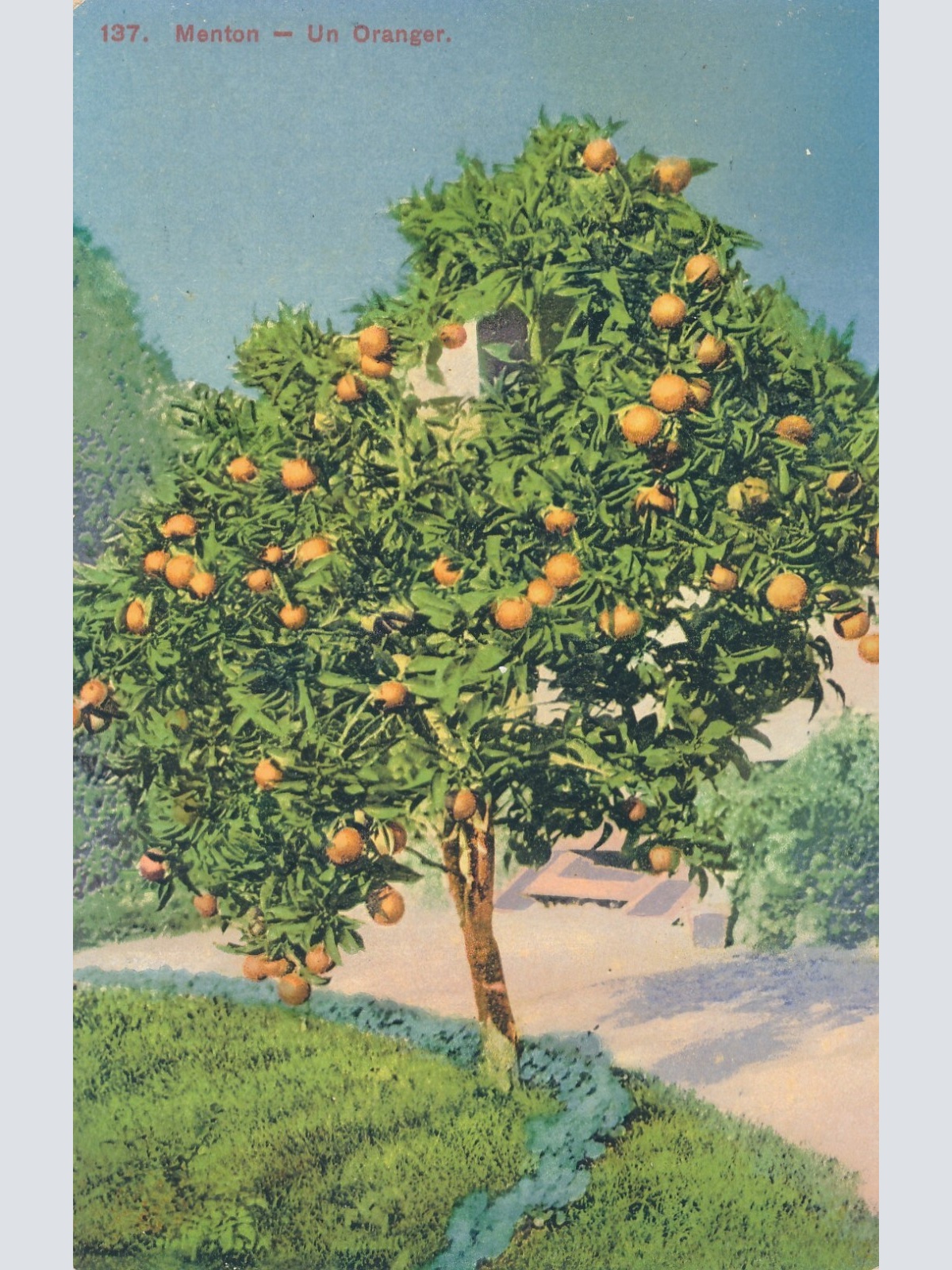 AK, Menton - Un Oranger, Frankreich (S762)