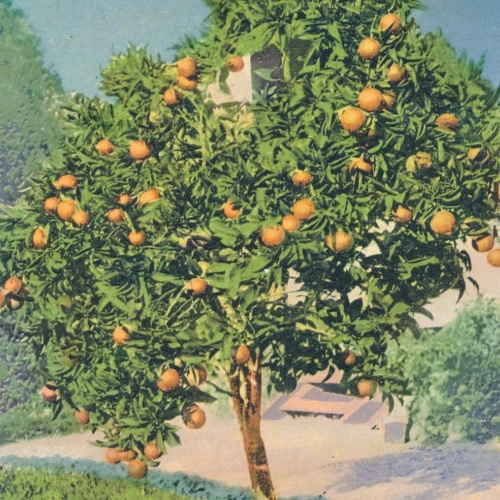 AK, Menton - Un Oranger, Frankreich (S762)