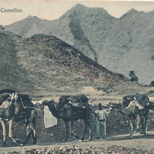 AK, Caravana de Camellos (S668)