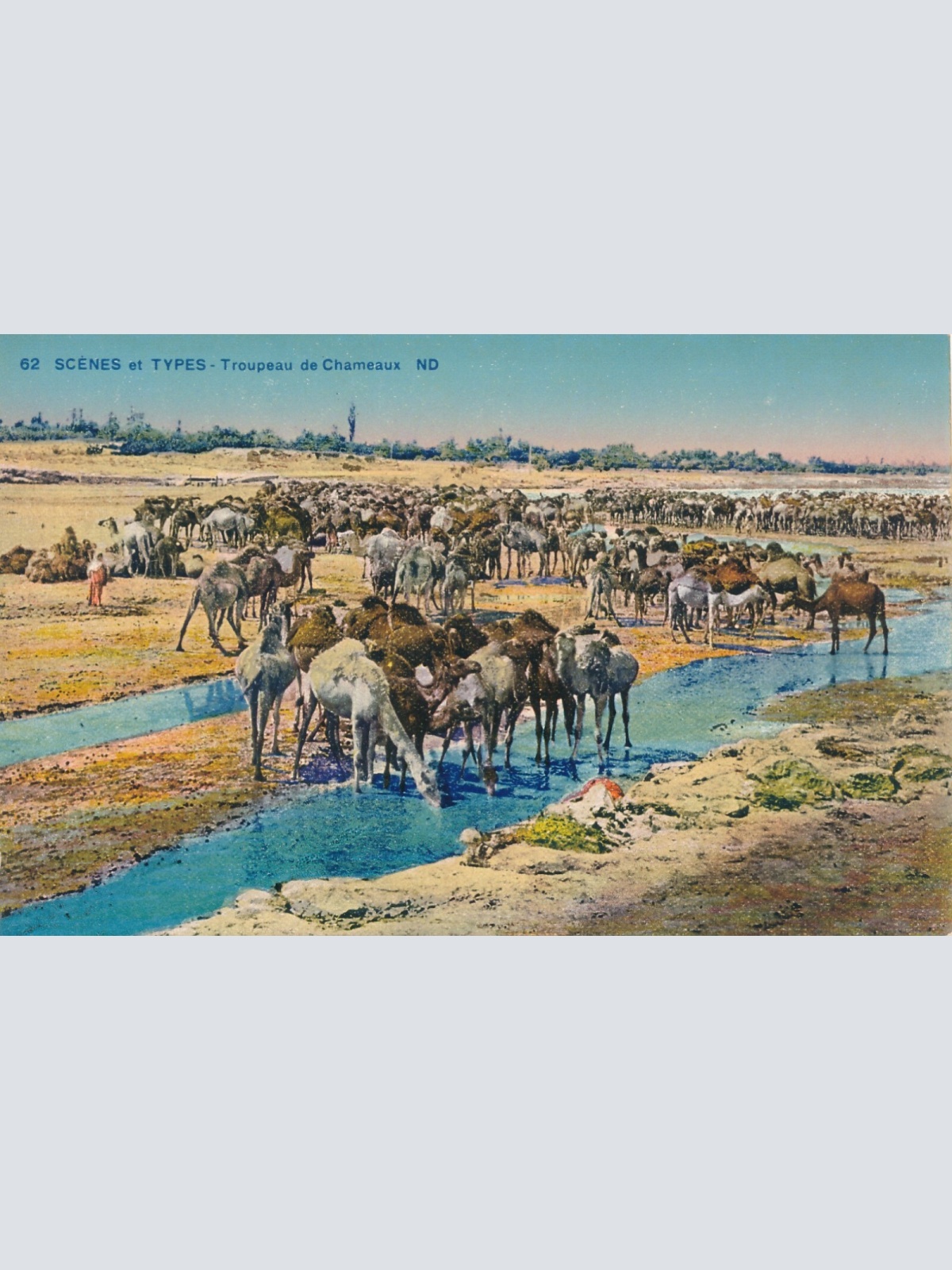 AK, Scenes et Types - Troupeau de Chameaux (S670)