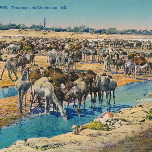 AK, Scenes et Types - Troupeau de Chameaux (S670)
