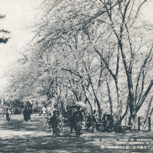 AK, The beautiful scene of Hakodate park with cherry blossoms, Japan (S1046)